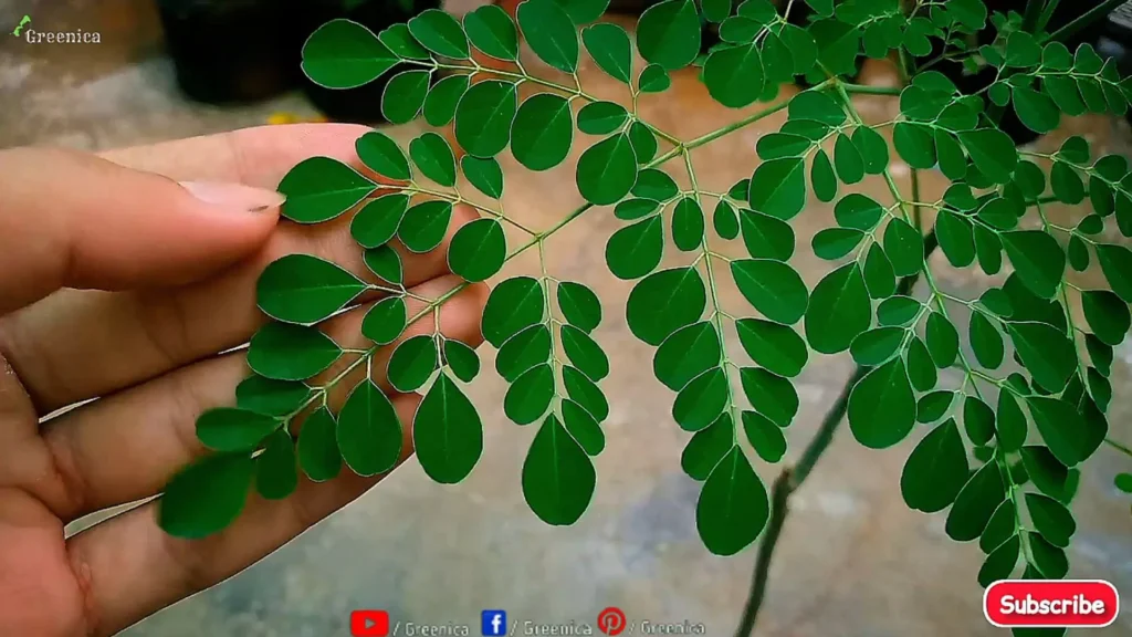 Moringa Plant Leaves