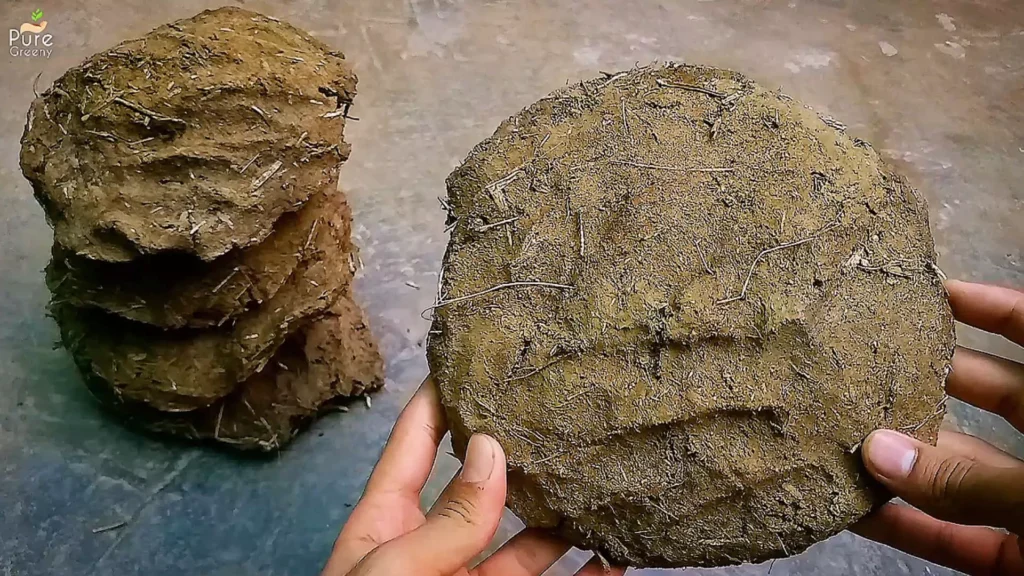 raw Cow dung Cakes