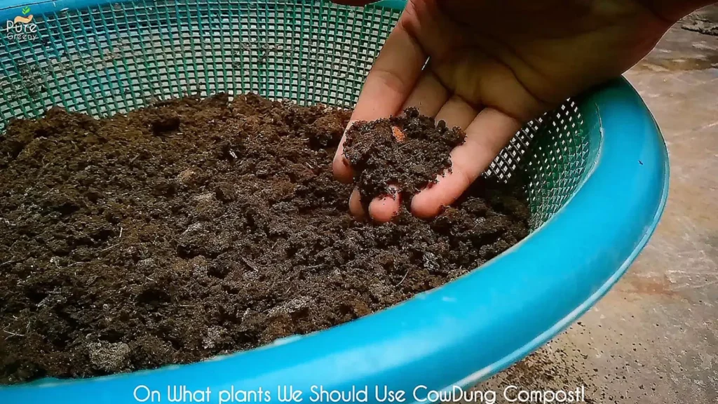 Homemade Cow dung Compost