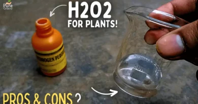 9 Magics Of Hydrogen PerOxide For Plants! (Use This Way)