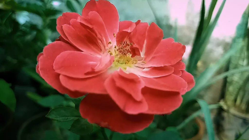 Rose Plant Flower