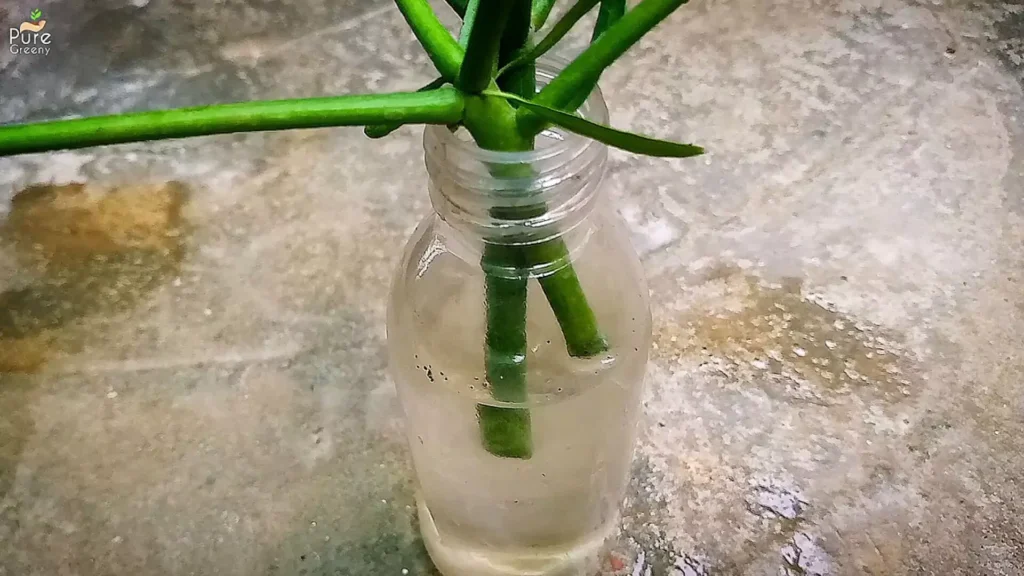 Pencil cactus Stems In Water