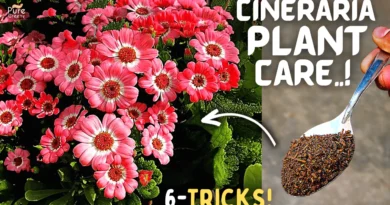 6-TRICKS To Grow aLot of Cineraria Flowers From Seeds! (Cineraria Plant Care)