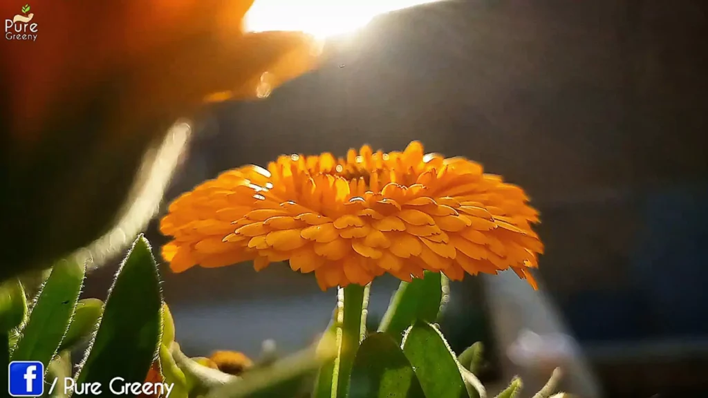 Calendula Flower plant in Sunlight