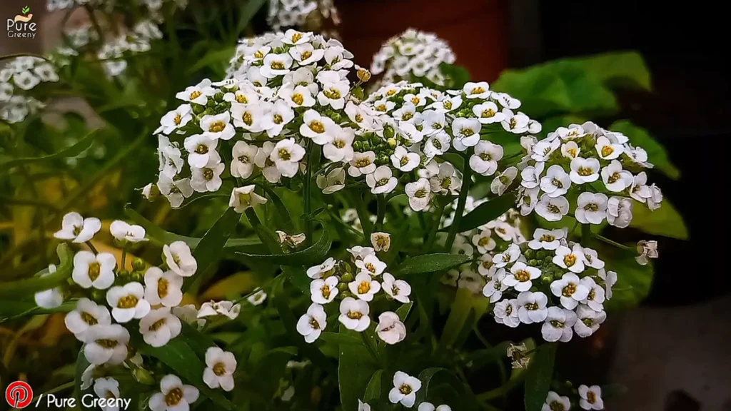 Alyssum Plant Flowers