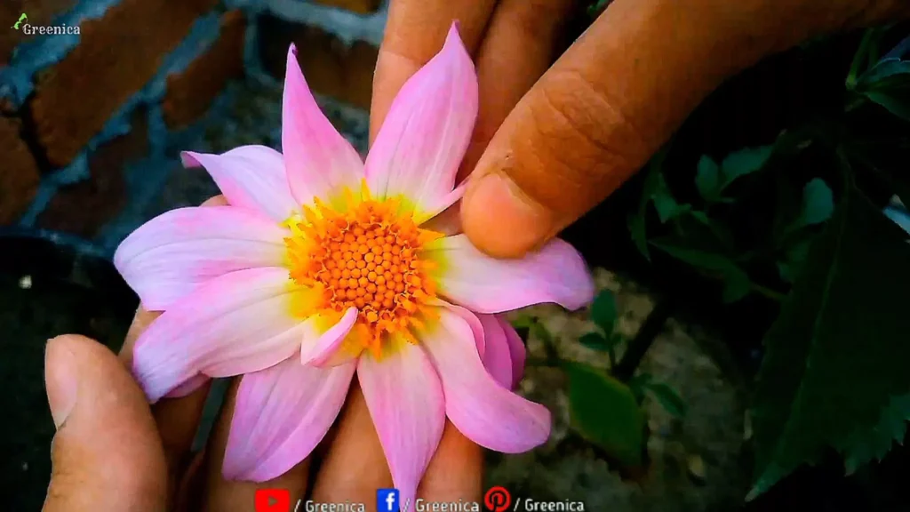 Dahlia Flower