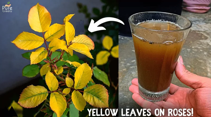 Rose Leaves turning Yellow? - 7 Causes & their Solutions!