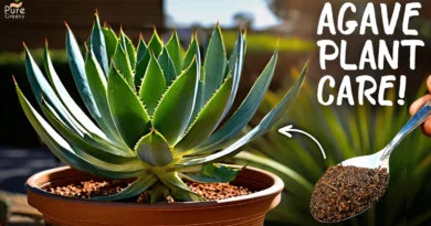 How To Care For AGAVE Plant? (6-TRICKS)