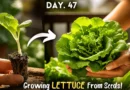 7-HACKS - Growing Lettuce From Seeds! (IN POTS)