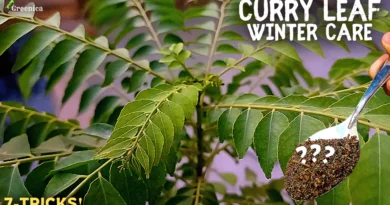 How to Care for Curry Leaf Plant in Winters? (Do & Don'ts Included)