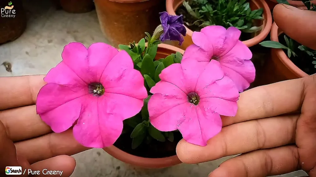 Petunia Flowers