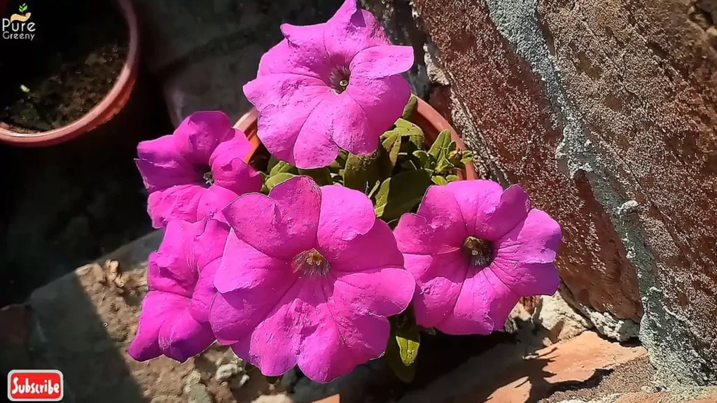 Petunia Flowers in Sun
