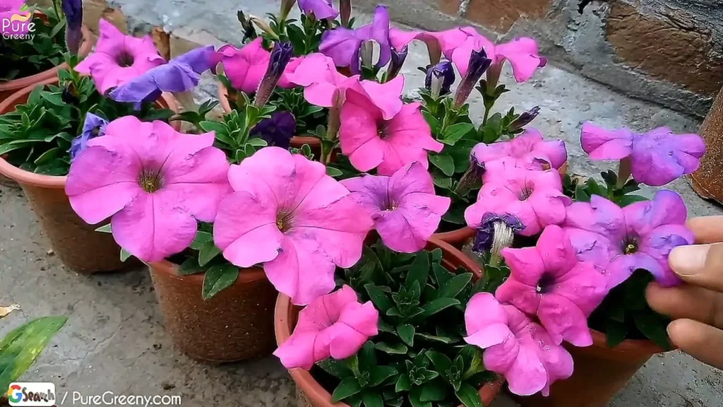 Petunia Plant Flowers