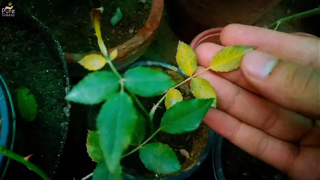 Yellowing Rose Leaves