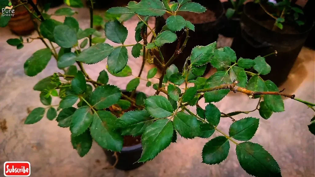 Healthy Leaves On Rose