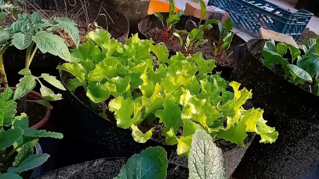 Lettuce Plants In Full Sun