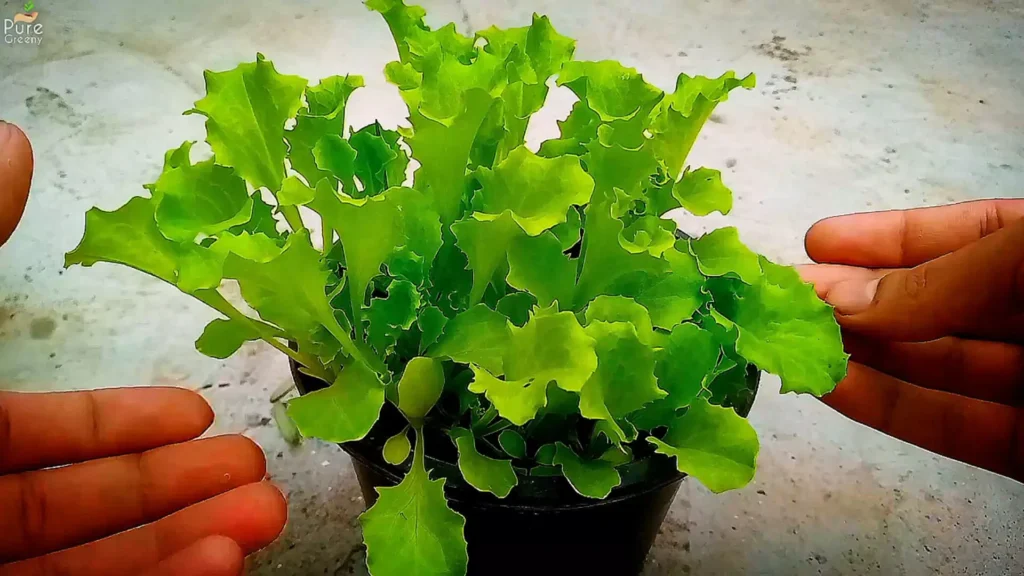 Lettuce Seedlings Ready To Transplant