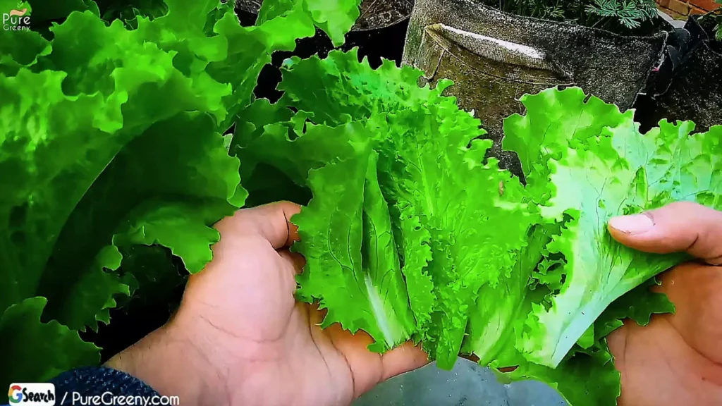 Lettuce Plants Harvesting