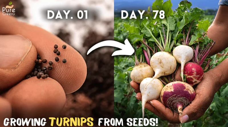How to Grow Turnips At Home From Seeds? (With UPDATES)
