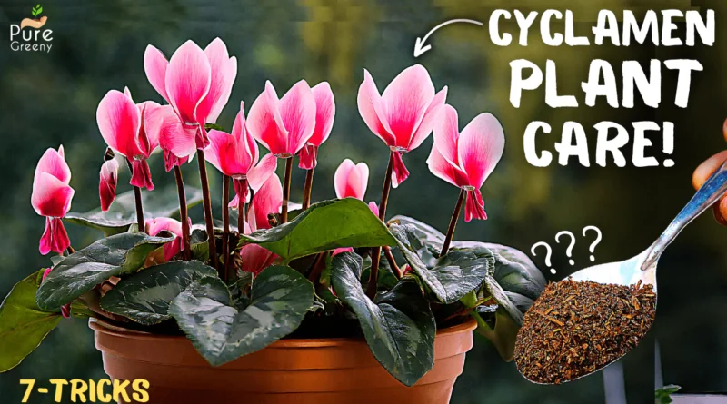 Cyclamen Plant Care Tips For Maximum Blooming! (7-Tricks)