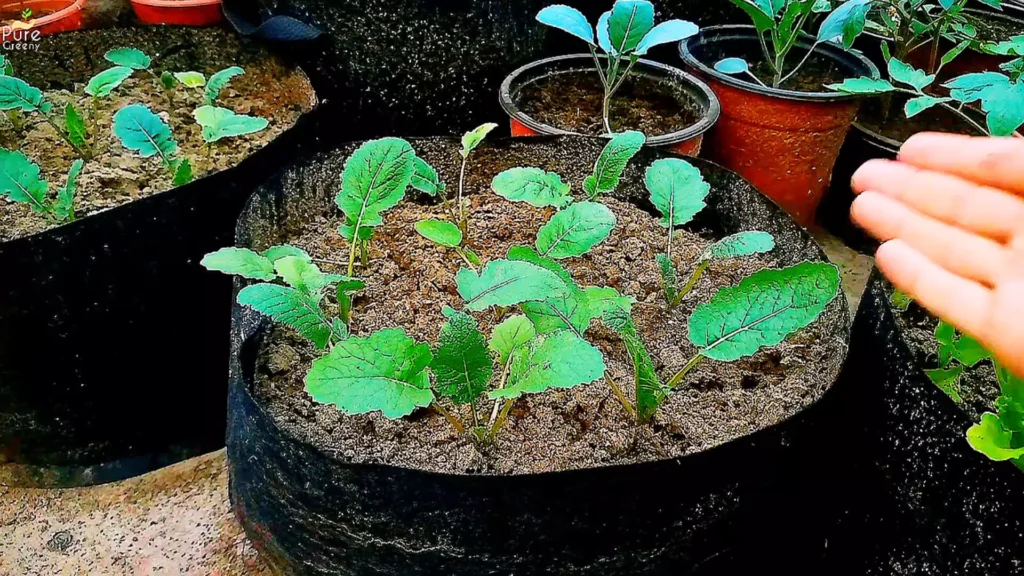 Turnip plants After Transplant