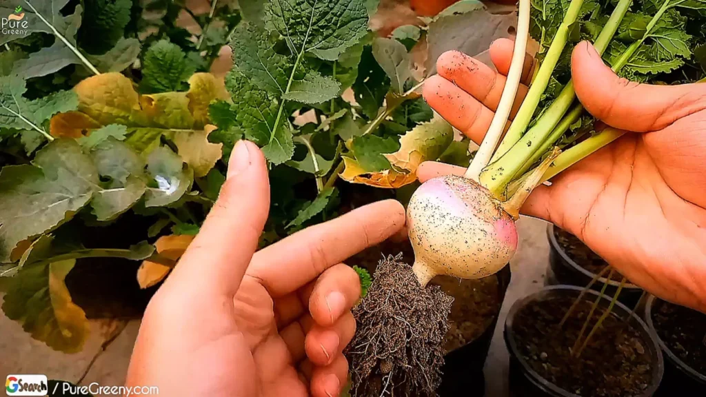 Harvested Turnip bulb