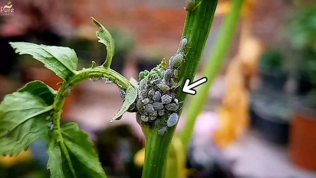 Aphids On a Branch