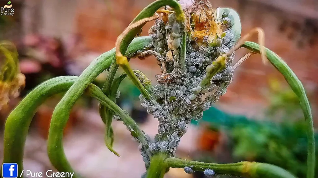Aphids Clusters on a Stem