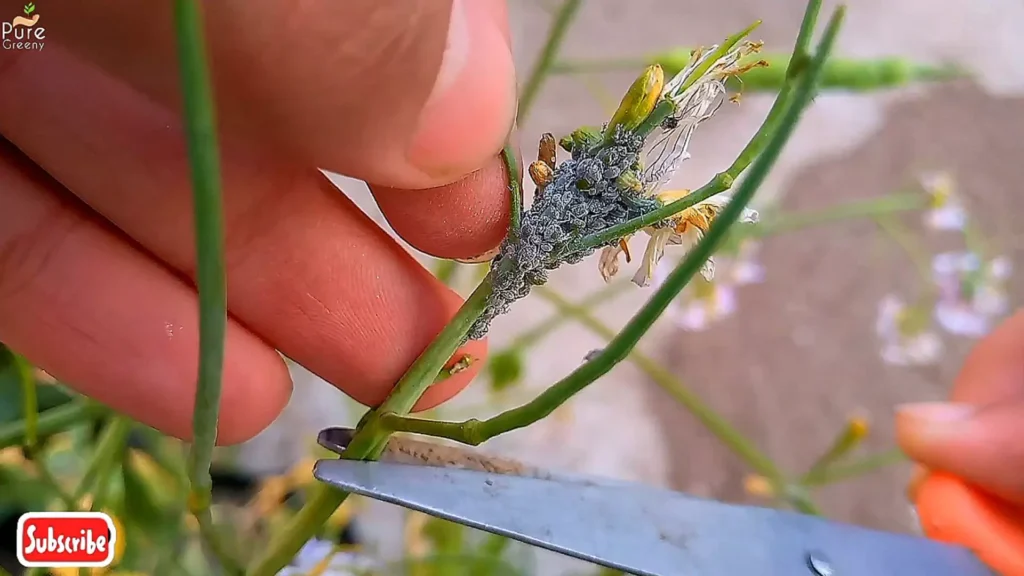 Removing Aphids Infected Parts