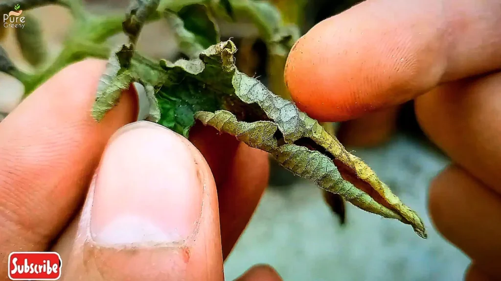 tomato plant Curled Leaves