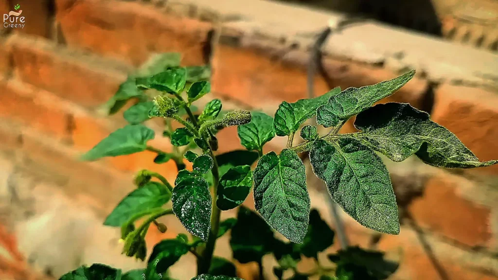 Tomato Leaves In Sun