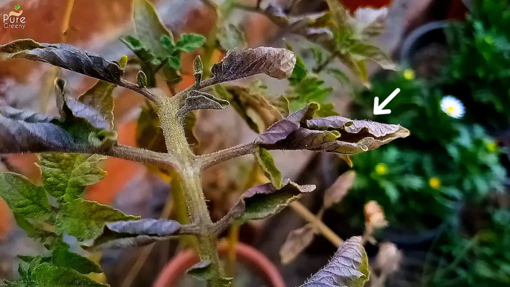 Tomato Leaf curl disease