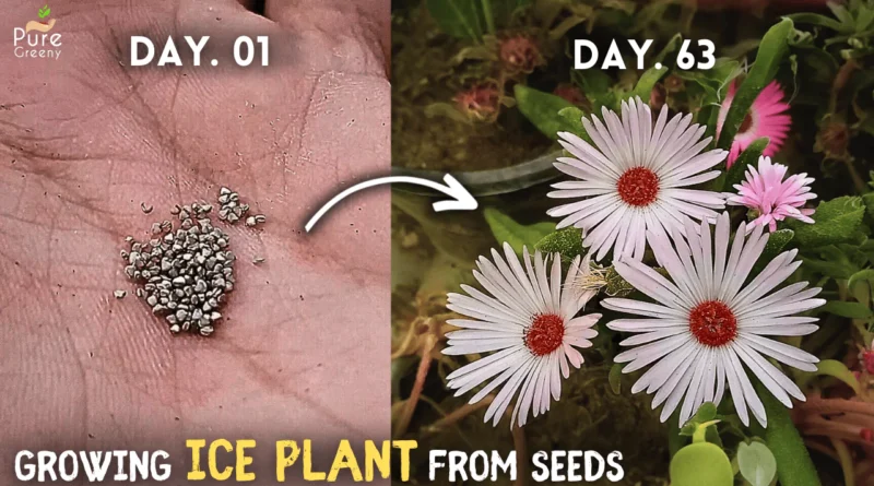 How to Grow Ice Plant From Seeds? (WITH UPDATES)