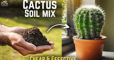 How to Make A Cheap Cactus Soil mix at Home? (EASY RECIPE*)
