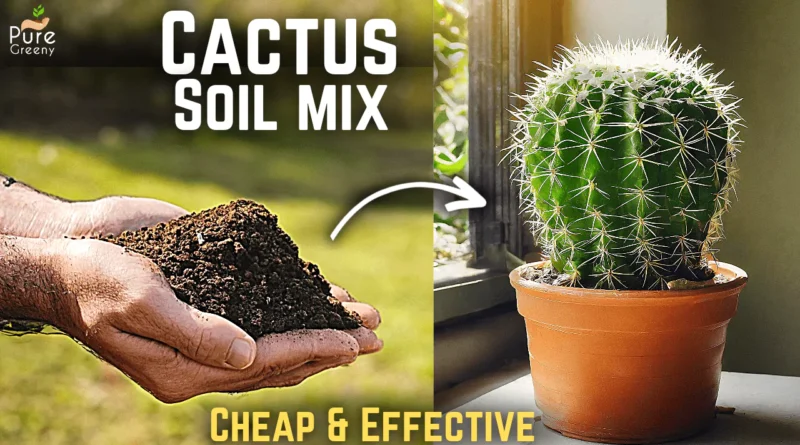 How to Make A Cheap Cactus Soil mix at Home? (EASY RECIPE*)