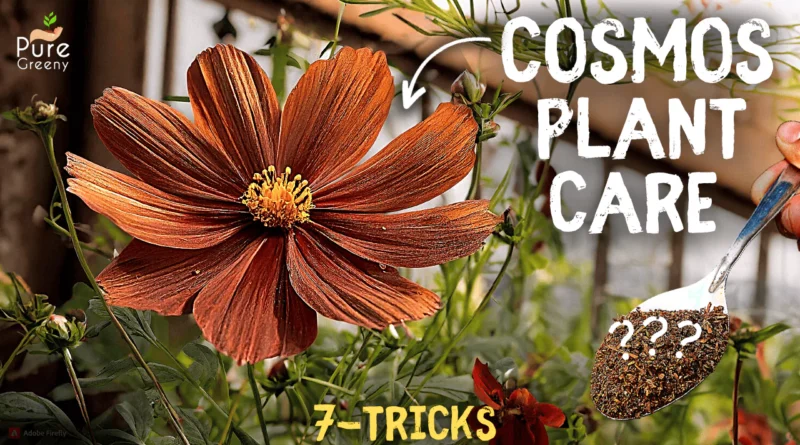 A DETAILED GUIDE on Cosmos Flower Plant Care! (7-SECRETS)