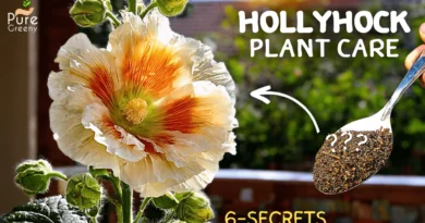 A Comprehensive Guide On Hollyhock Plant Care! (6 TRICKS*)