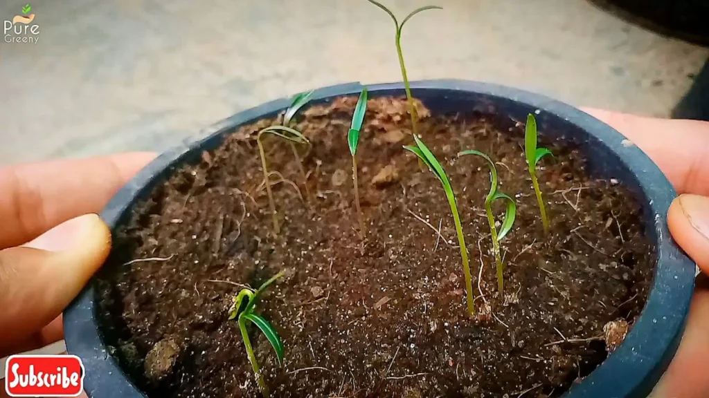 Cosmos Plant Seedlings