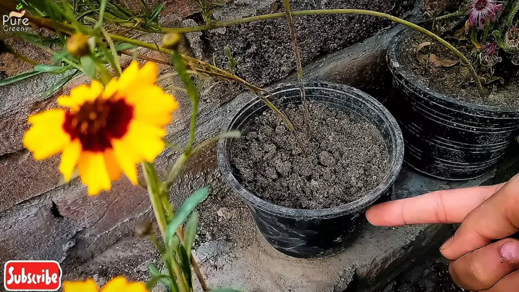 Pot of Cosmos Plant