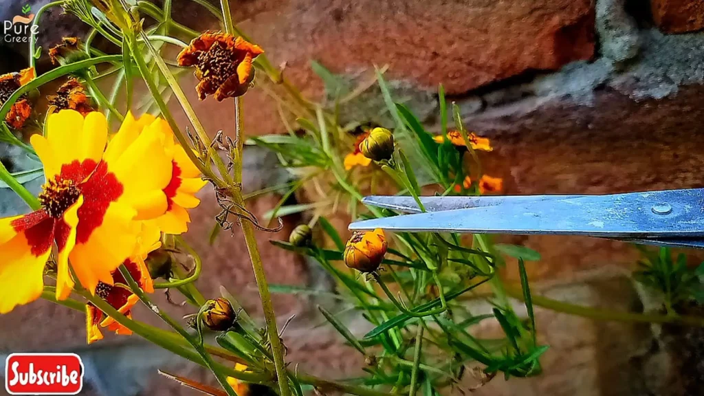 Pruning Cosmos Plant