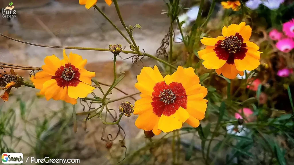 Cosmos Flower Plant