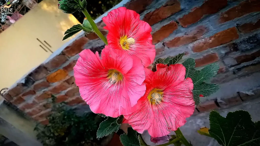 Hollyhock Flowers