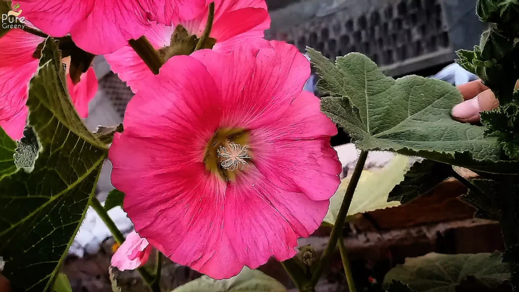 Pink Hollyhock flower