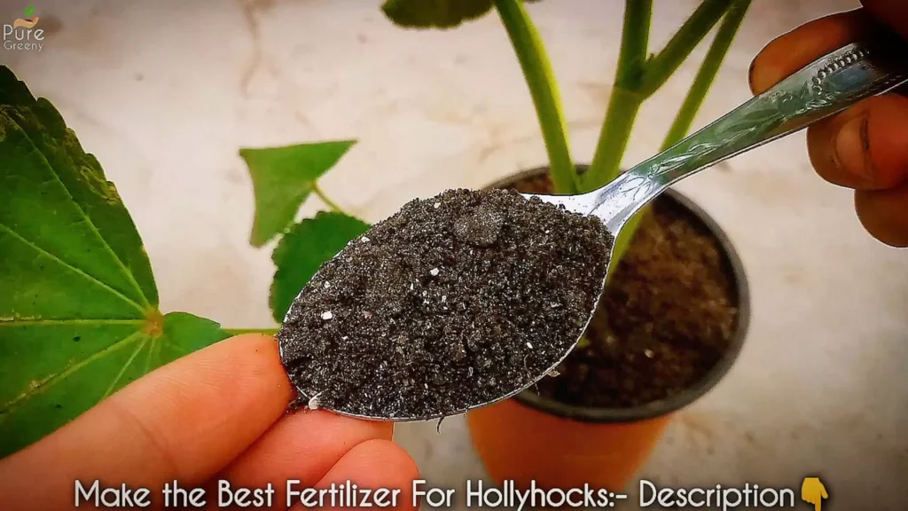 Fertilizer For Hollyhocks