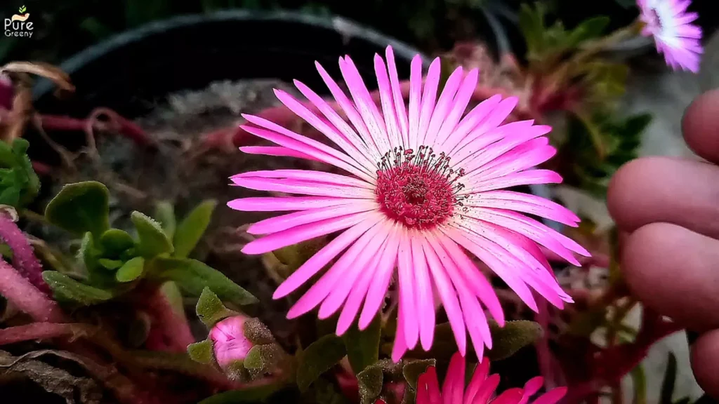 Pink Ice Flower