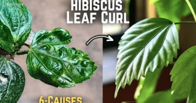 Hibiscus Leaf Curl Problem? Causes & Their Fixes!