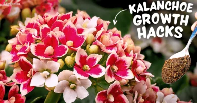A MASTERING Guide on Kalanchoe Plant Care! (5 HIDDEN SECRETS*)