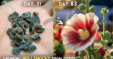 How To Grow Hollyhocks From Seeds? (SEEDS TO FLOWERS)