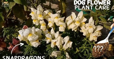 A DETAILED Guide On Dog Flower Plant Care! (7 SECRETS*)