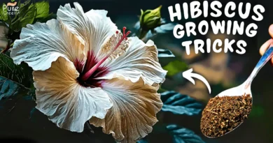 7 SECRET Hibiscus Plant Growing Tips! (Growth Guaranteed)